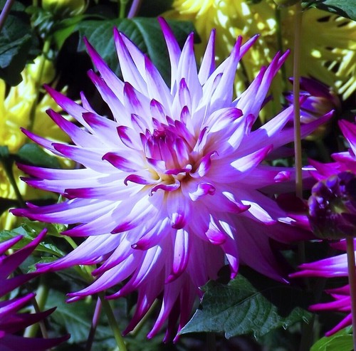 Dahlien - ,