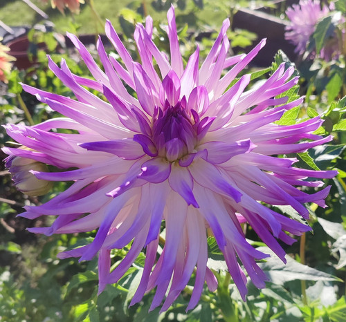 Semi kaktus dahlien mingus - dahlien,
